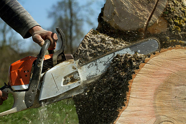 Tree Service Company in Trexlertown, PA